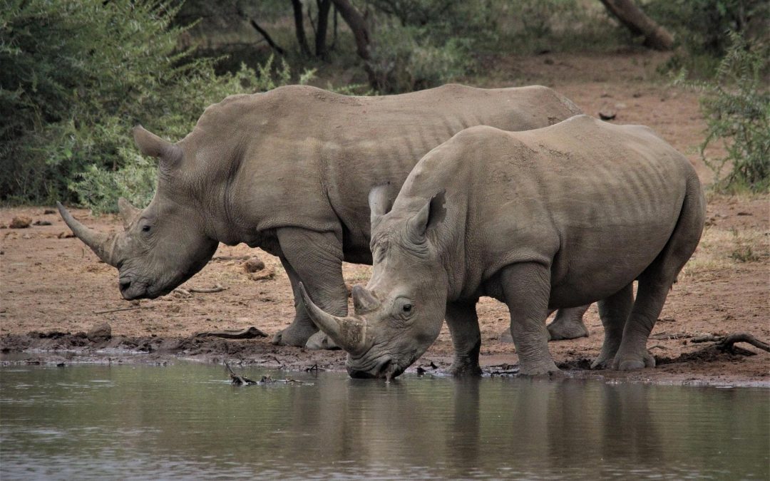 Diagnóstico Rápido Participativo del Plan TIFIES contra el tráfico ilegal y el furtivismo internacional de especies silvestres