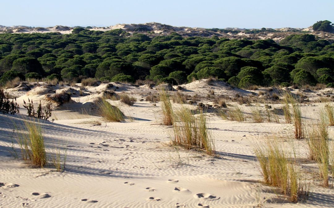 “DOÑANA INMACULADA” una iniciativa para proteger y preservar los caminos de El Rocío